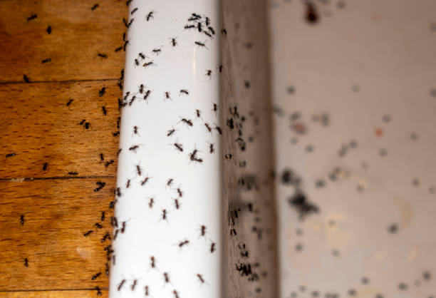 Best Termite Control Services  in Mohnton, PA